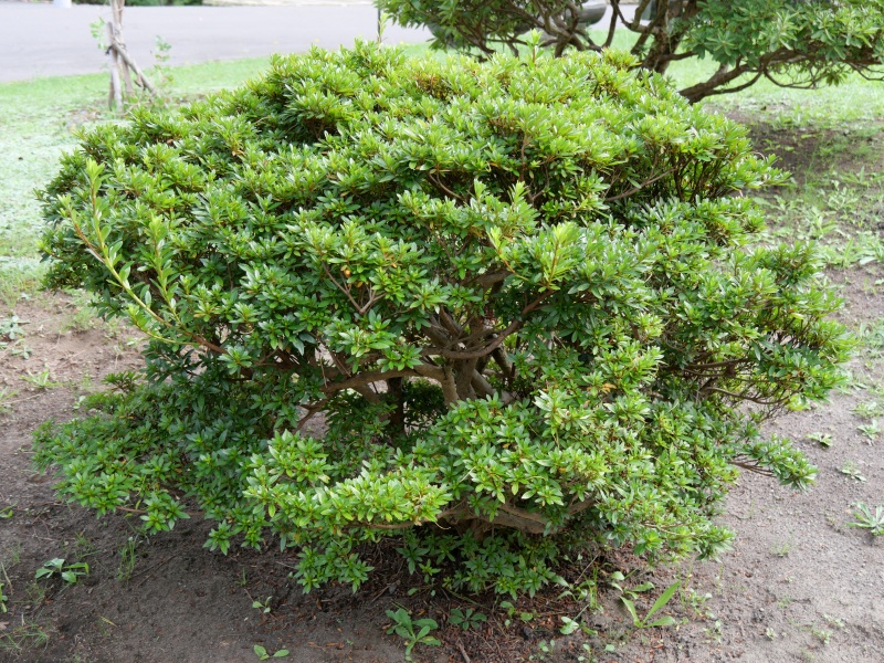 サツキ(Rhododendron indicum)