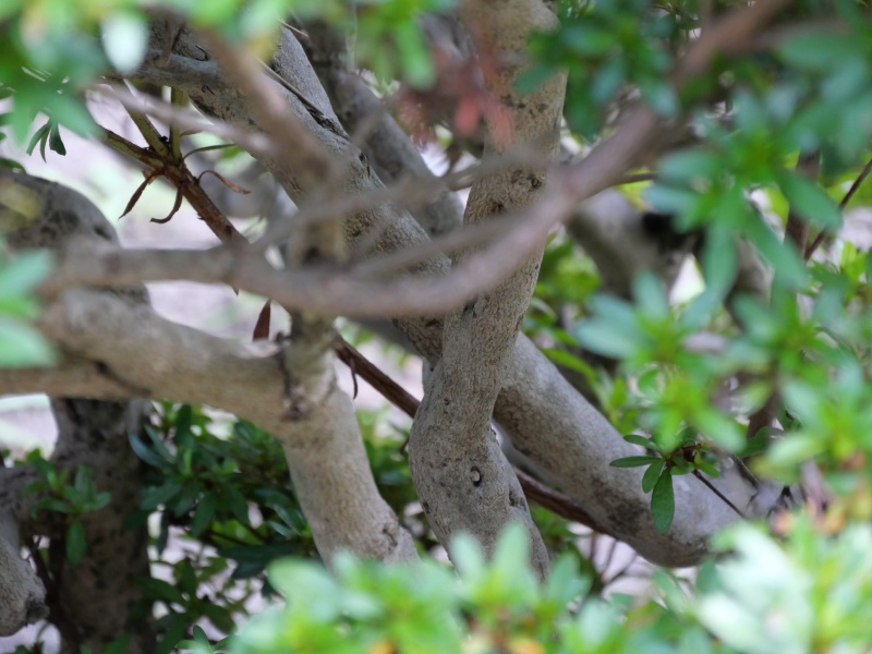 サツキ(Rhododendron indicum)