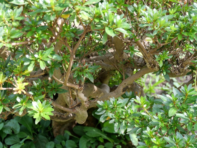 サツキ(Rhododendron indicum)