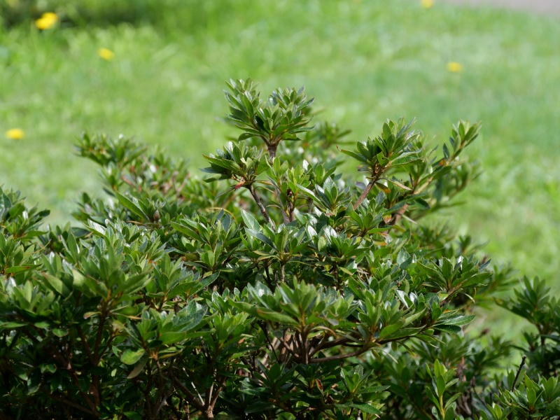 サツキ(Rhododendron indicum)