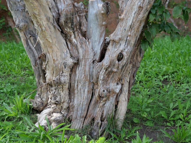 サンシュユ(Cornus officinalis)