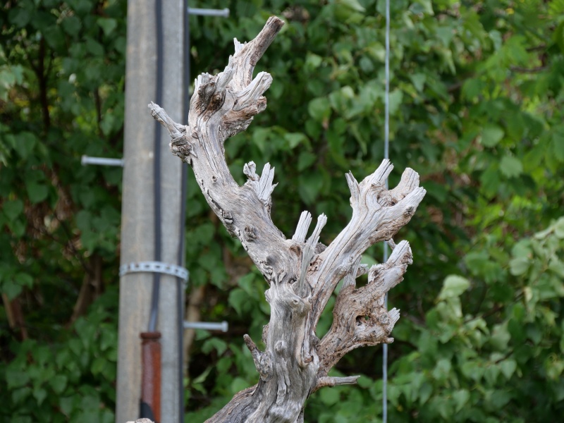 サンシュユ(Cornus officinalis)