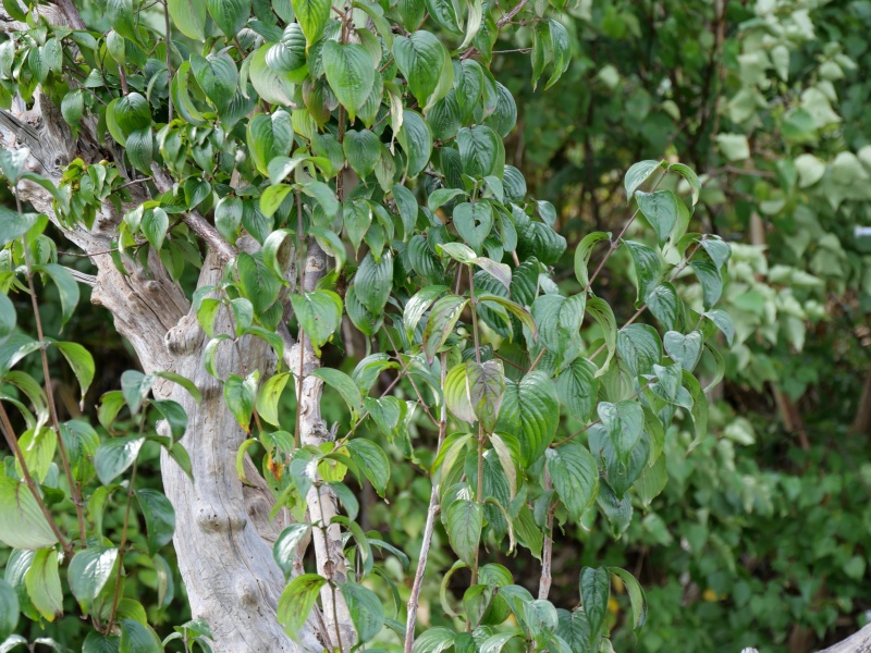 サンシュユ(Cornus officinalis)