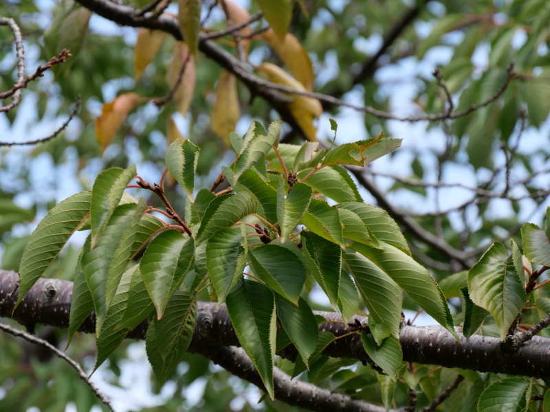 ソメイヨシノ(Prunus ×yedoensis)