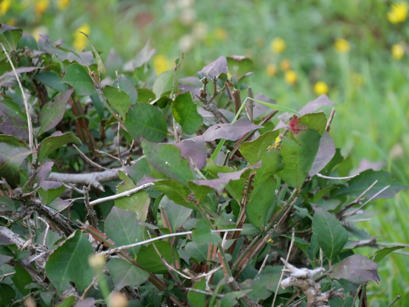 ニシキギ(Euonymus alatus)