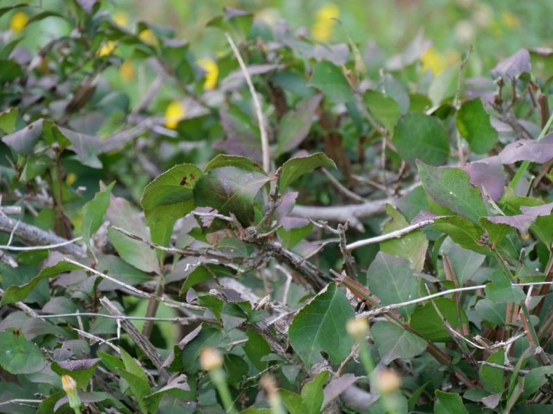 ニシキギ(Euonymus alatus)