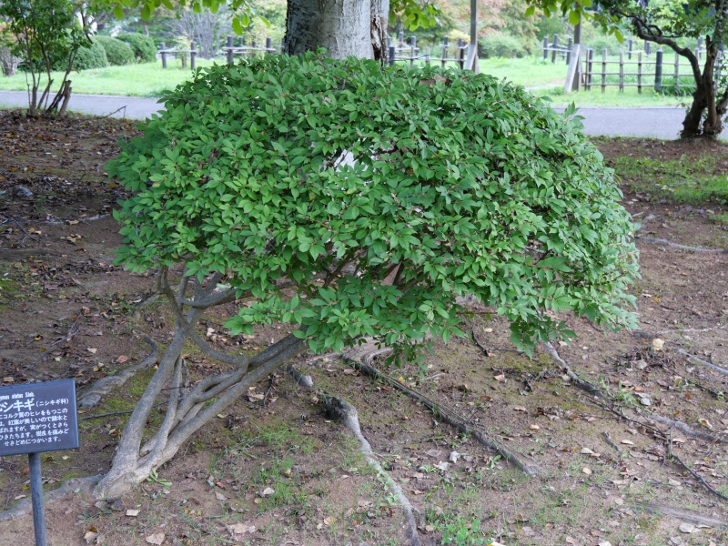 ニシキギ(Euonymus alatus)