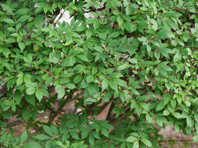 ニシキギ(Euonymus alatus)