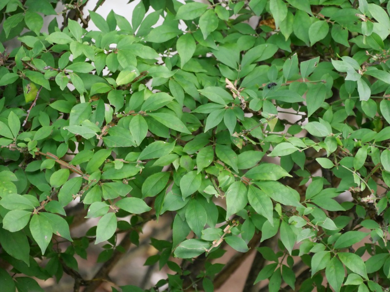 ニシキギ(Euonymus alatus)