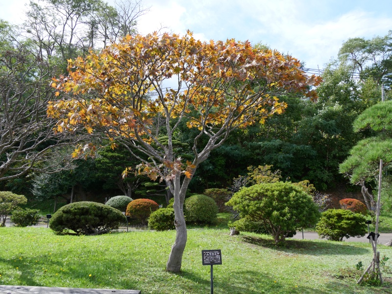 ノムラカエデ(Acer amoenum cv. Sanguineum)