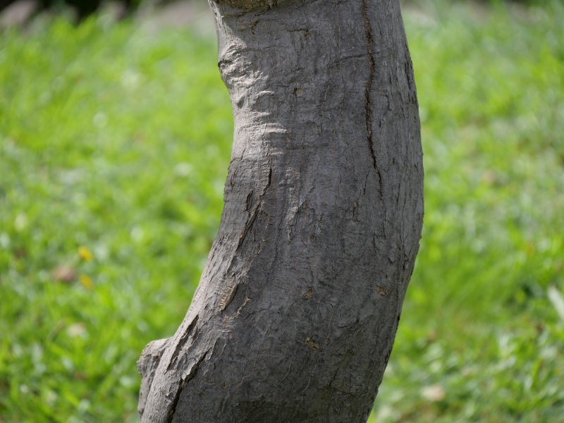 ノムラカエデ(Acer amoenum cv. Sanguineum)