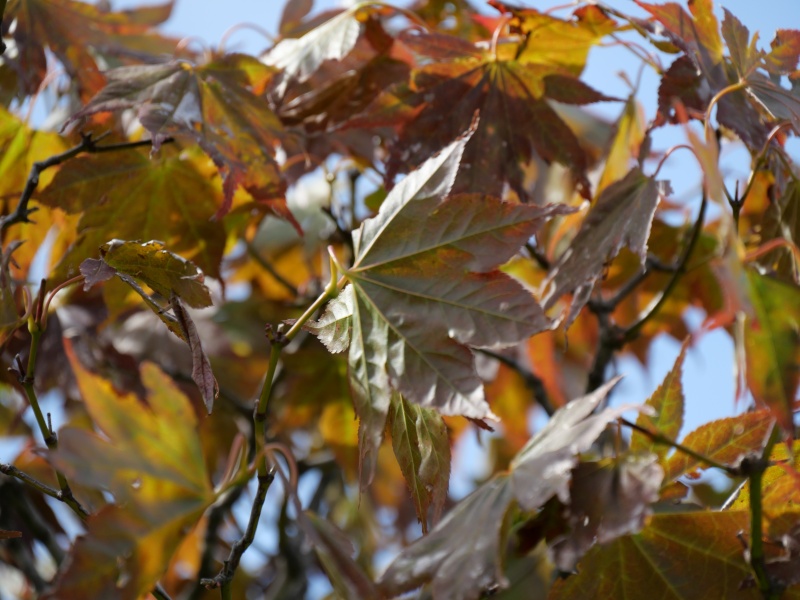 ノムラカエデ(Acer amoenum cv. Sanguineum)