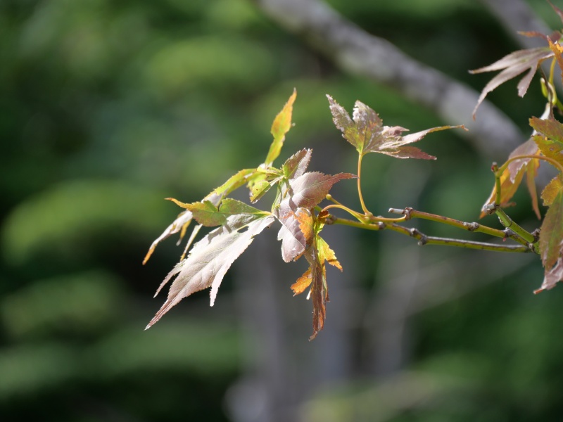 ノムラカエデ(Acer amoenum cv. Sanguineum)