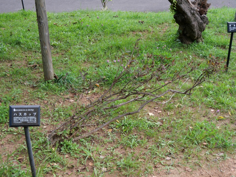 ハスカップ(Lonicera caerulea Linn. var. edulis Regel.)