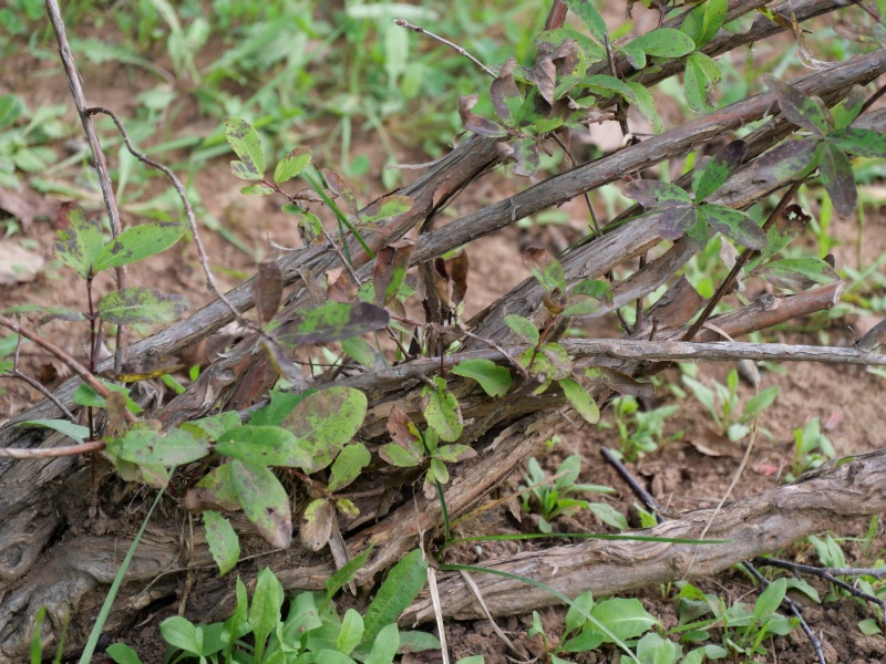 ハスカップ(Lonicera caerulea Linn. var. edulis Regel.)