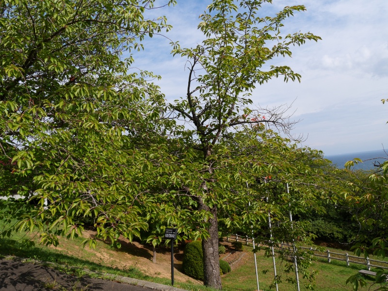 フゲンゾウ(Cerasus serrulata) ‘Alborosea’