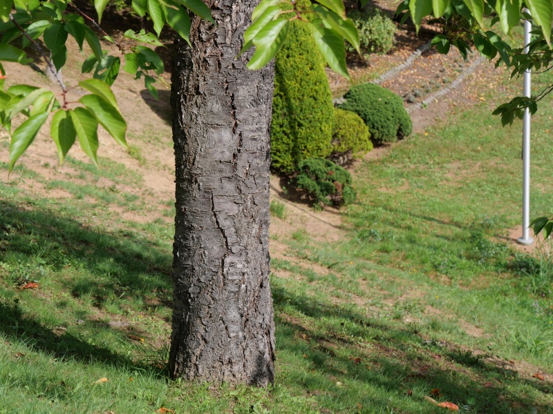 フゲンゾウ(Cerasus serrulata) ‘Alborosea’