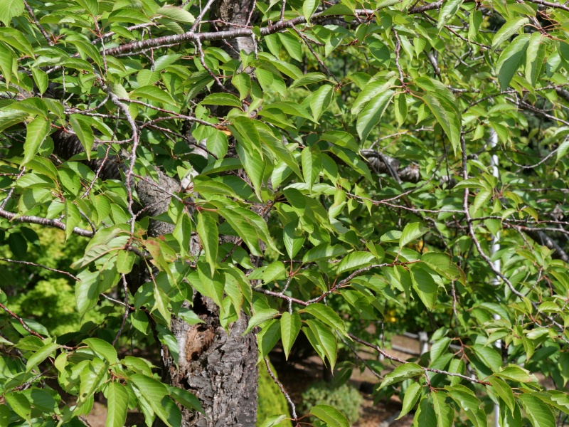 フゲンゾウ(Cerasus serrulata) ‘Alborosea’
