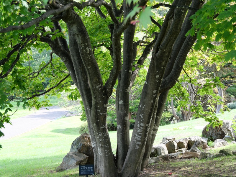 ハウチワカエデ(メイゲツカエデ)(Acer japonicum)