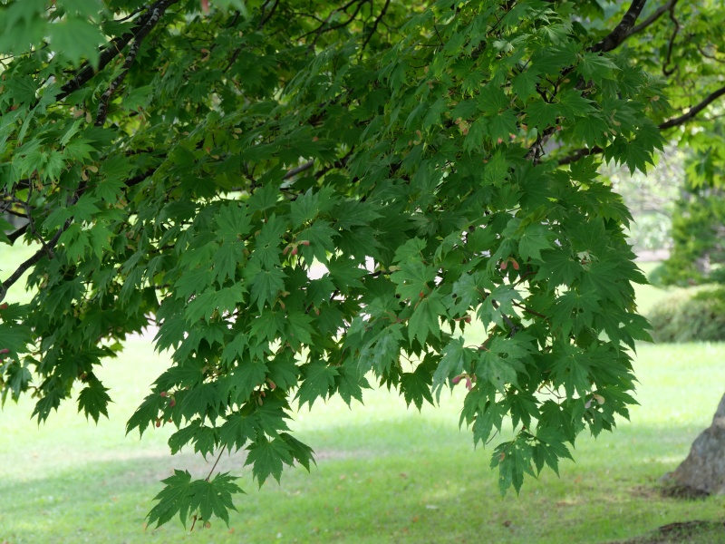 ハウチワカエデ(メイゲツカエデ)(Acer japonicum)