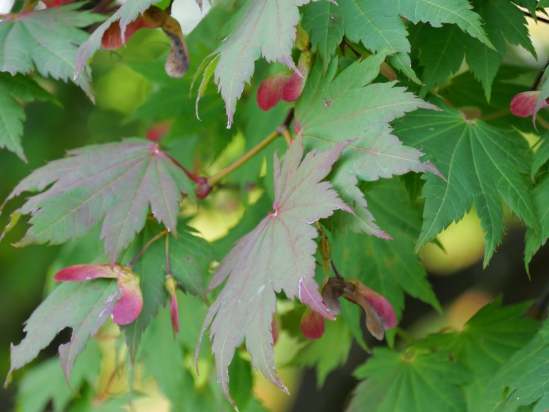 ハウチワカエデ(メイゲツカエデ)(Acer japonicum)