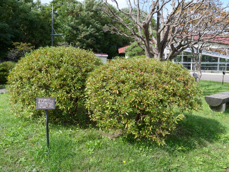 ヨドガワツツジ(Rhododendron yedoense)
