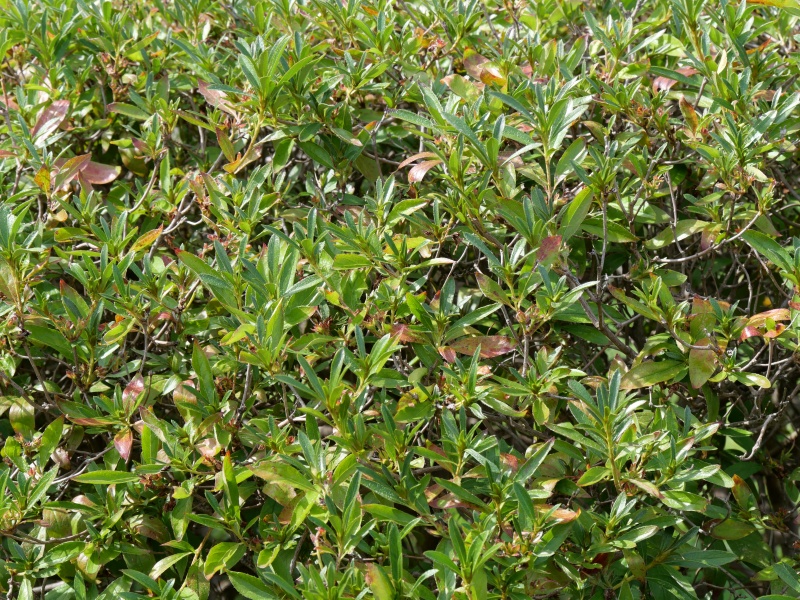 ヨドガワツツジ(Rhododendron yedoense)