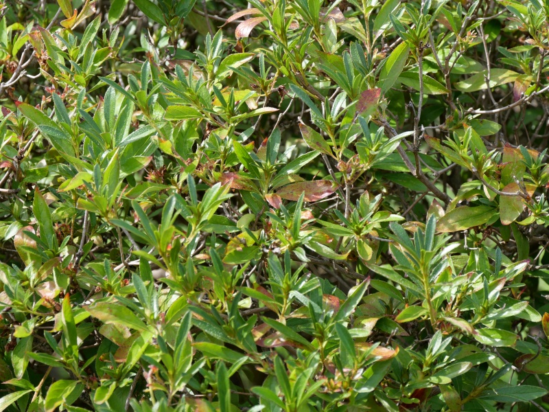 ヨドガワツツジ(Rhododendron yedoense)