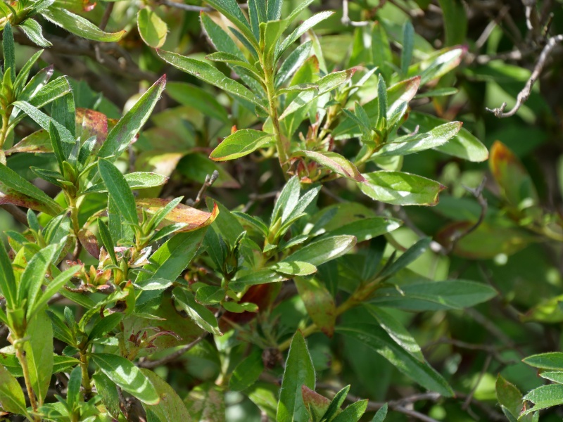 ヨドガワツツジ(Rhododendron yedoense)