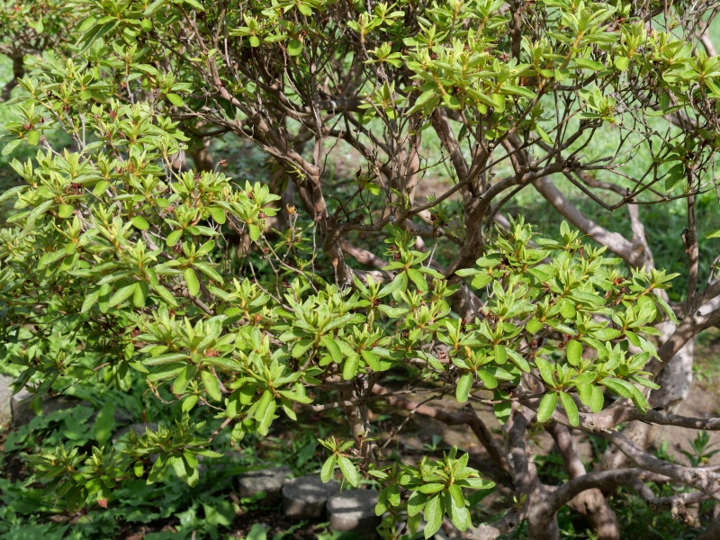 リュウキュウツツジ(Rhododendron mucronatum)