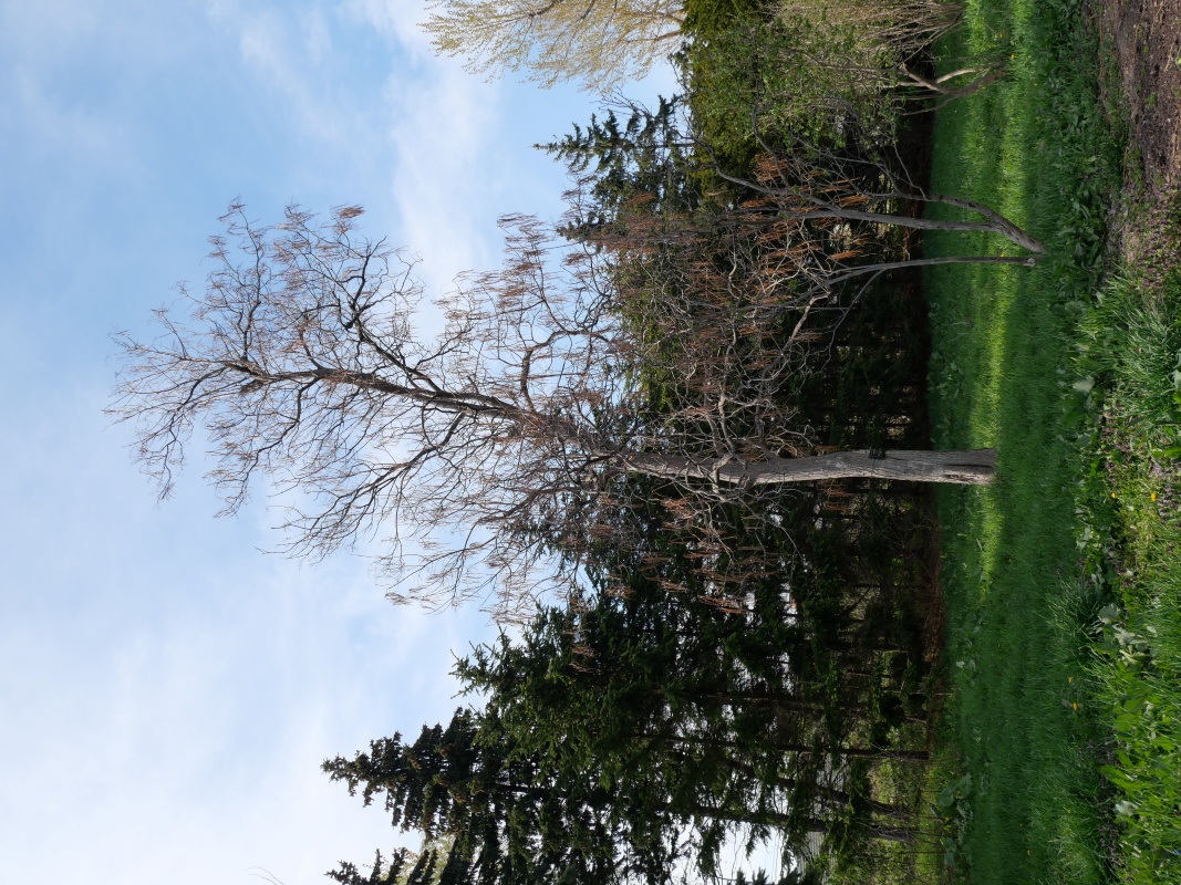 キササゲ(Catalpa ovata)