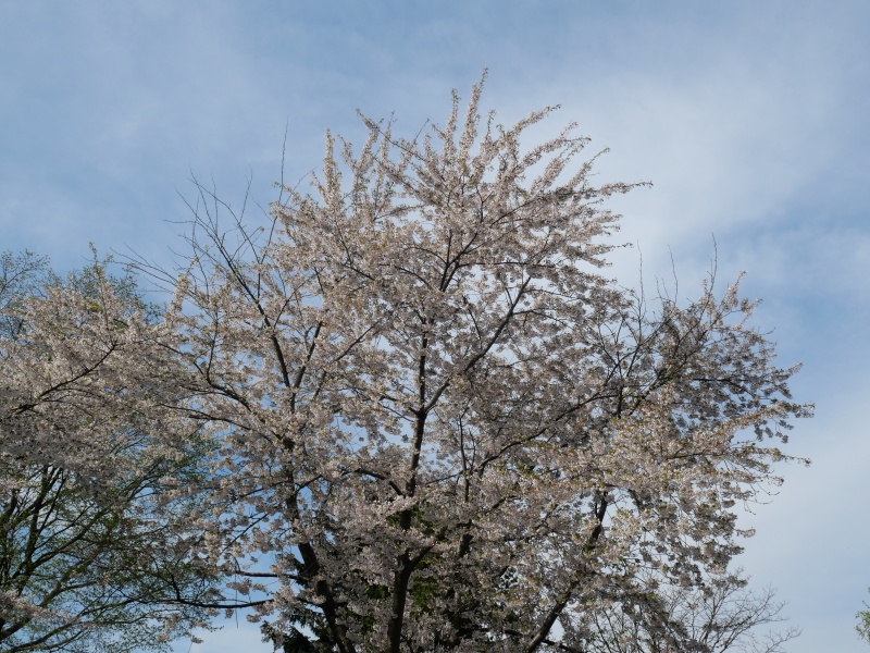 ソメイヨシノ(Prunus ×yedoensis)