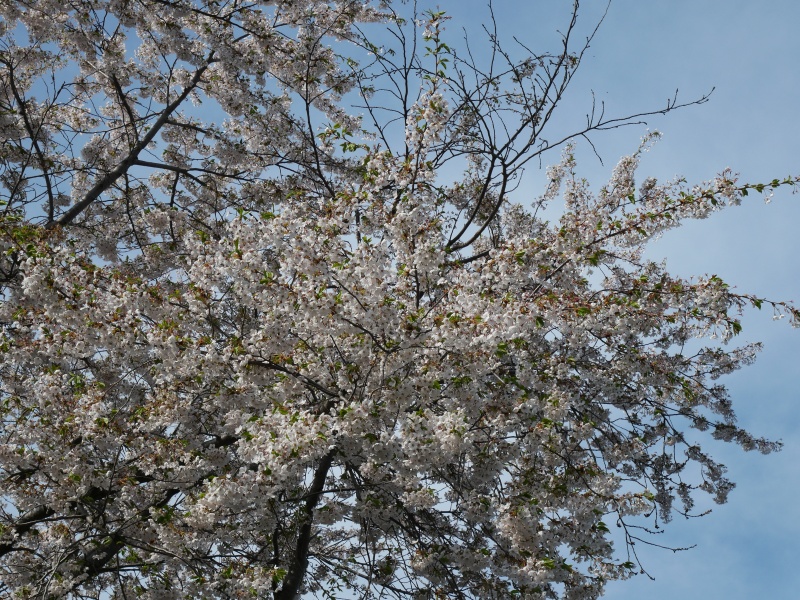 ソメイヨシノ(Prunus ×yedoensis)
