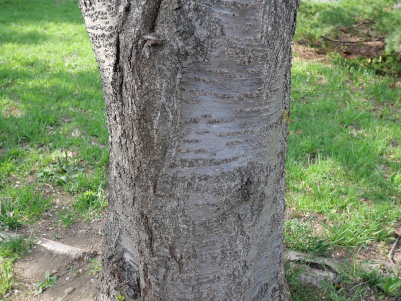 ソメイヨシノ(Prunus ×yedoensis)