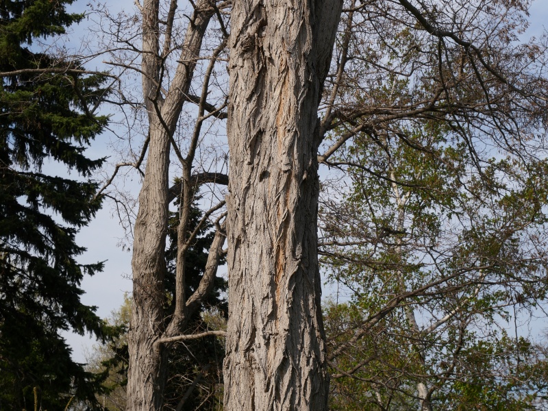 ニセアカシア(Robinia pseudoacacia)