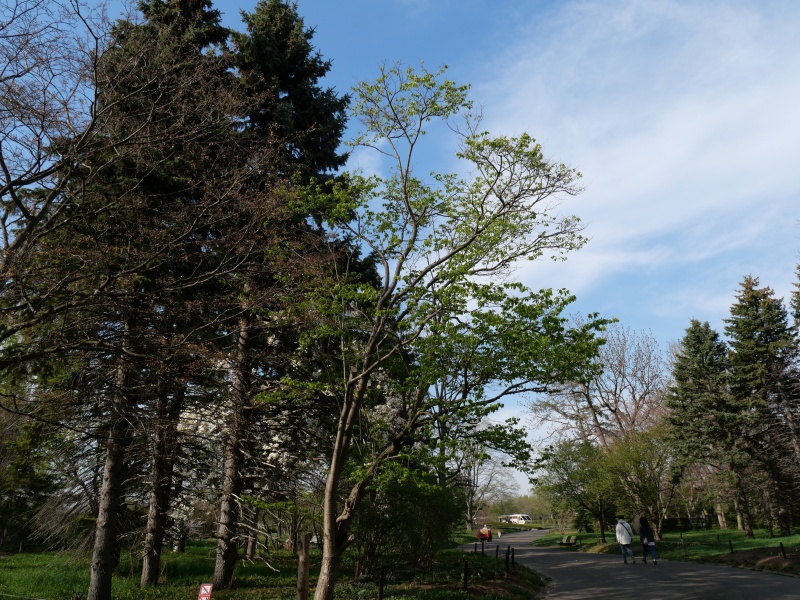 ハシドイ(Syringa reticulata subsp. reticulata)