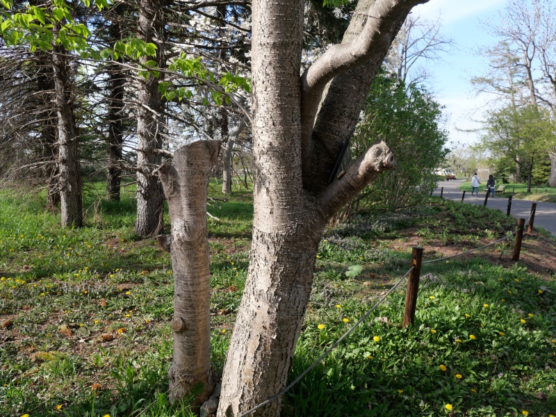 ハシドイ(Syringa reticulata subsp. reticulata)