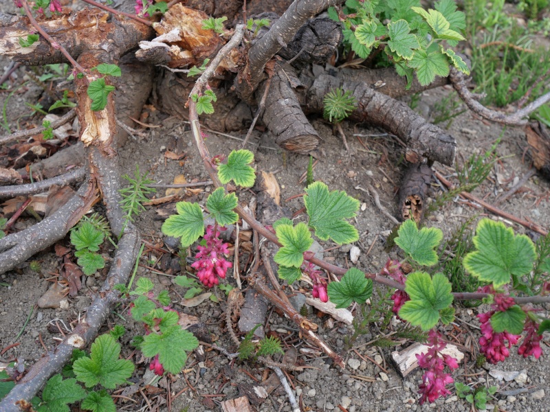 ハナスグリ ‘エルク リバー レッド’(Ribes sanguineum ‘Elk River Red’)