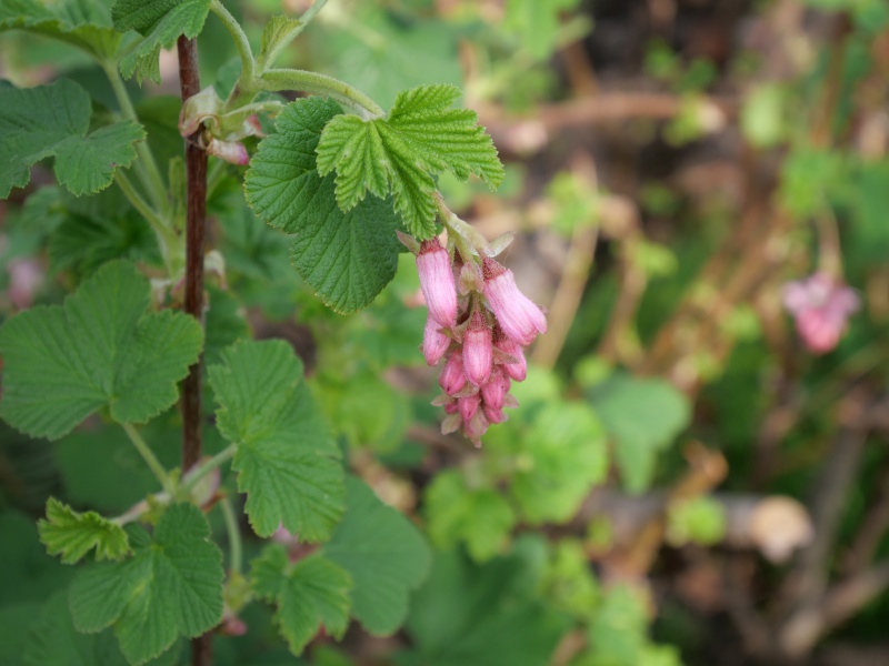 ハナスグリ ‘ポッキーズ ピンク’(Ribes sanguineum ‘Poky's Pink’)