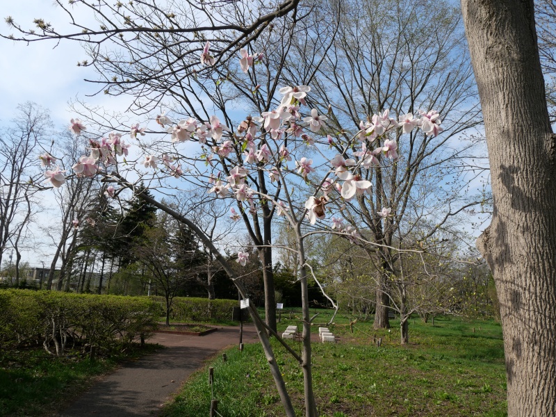 マグノリア ‘イオランセ’(Magnolia ×soulangeana cv. Iolance)
