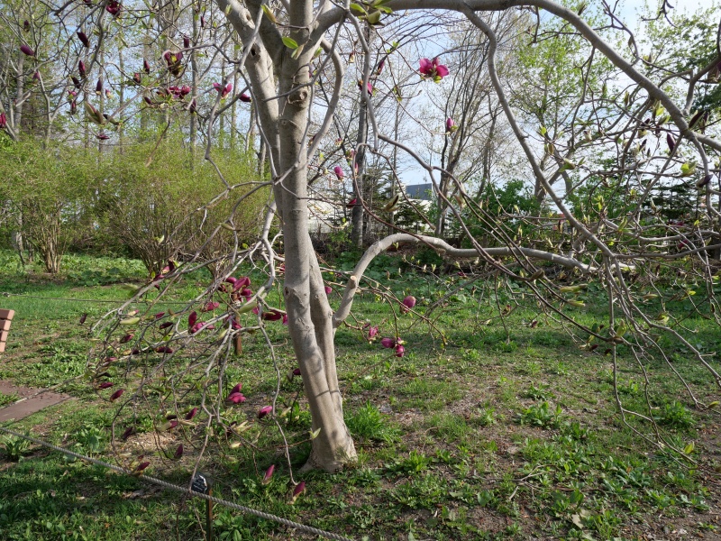 マグノリア ‘パープル プリンス’(Magnolia ‘Purple Prince’)