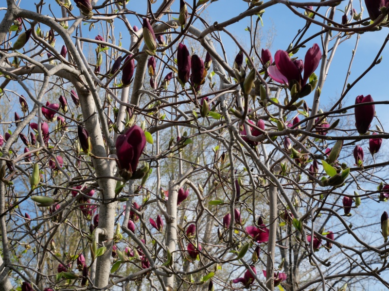 マグノリア ‘パープル プリンス’(Magnolia ‘Purple Prince’)