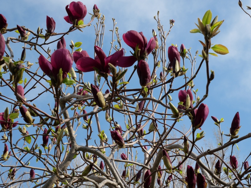 マグノリア ‘パープル プリンス’(Magnolia ‘Purple Prince’)