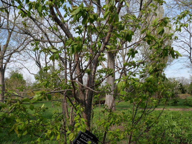マンシュウハシドイ(Syringa reticulata subsp. amurensis)