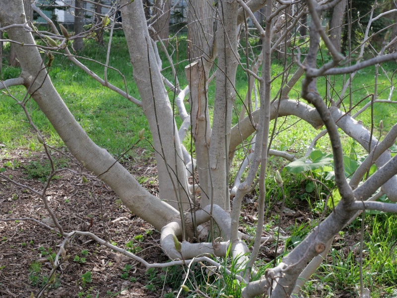 モクレン ‘スーザン’(Magnolia cv. Susan)