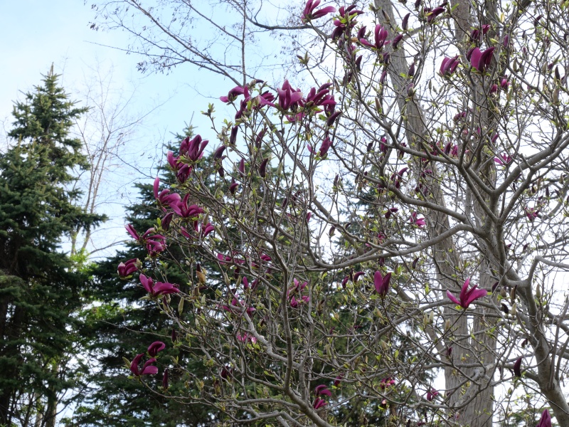 モクレン ‘スーザン’(Magnolia cv. Susan)