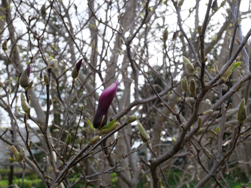 モクレン ‘スーザン’(Magnolia cv. Susan)