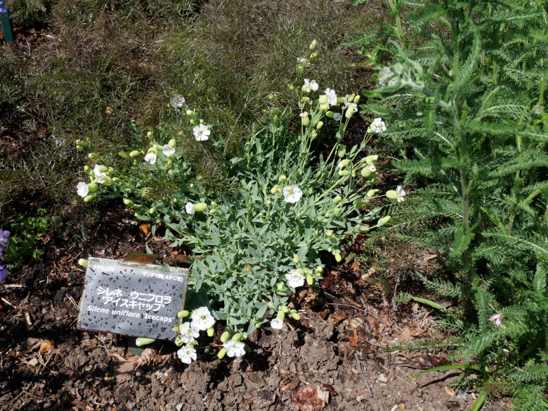 Silene uniflora ‘Icecaps’