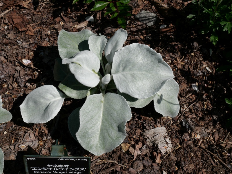 Senecio ‘Angel wings’
