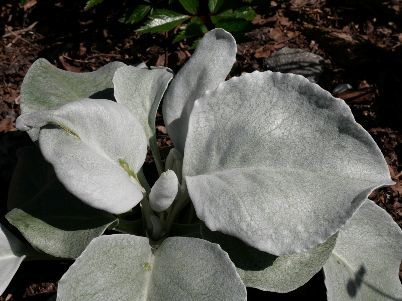 Senecio ‘Angel wings’